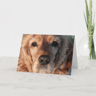 Gulligt Spanielhälsningkort Kort