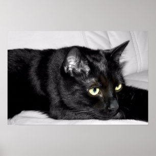 Gulligt svart kattporträtt poster