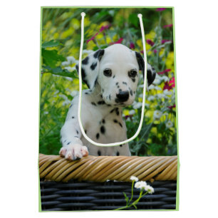 Gulligt svart prickigt Dalmatian foto för
