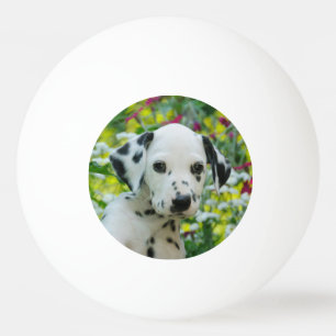 Gulligt svart prickigt Dalmatian foto för Pingisboll