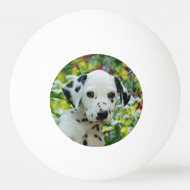 Gulligt svart prickigt Dalmatian foto för Pingisboll (Framsidan)