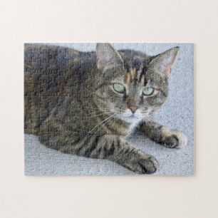 Gulligt tabby kattfoto pussel