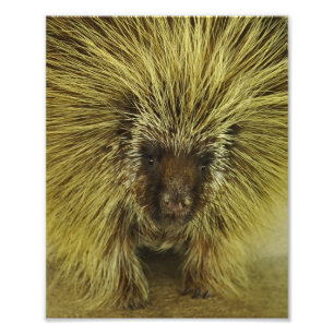 Gulligt tryck för Texas Porcupinefoto