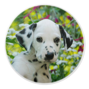 Gulligt valpporträtt för gullig Dalmatian hund s Knopp