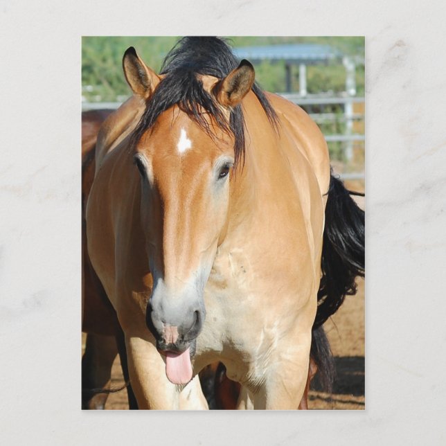 Gulliver Tunga utgående vykort (Framsida)