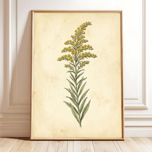 Gullris botanisk studie canvastryck poster (Skapare uppladdad)