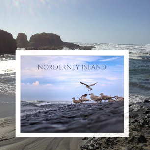 Gulls Gathering, Nordsjön, Norderney, Öster Frisia Vykort