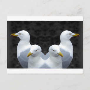 Gulls, Gulls, Gulls Vykort