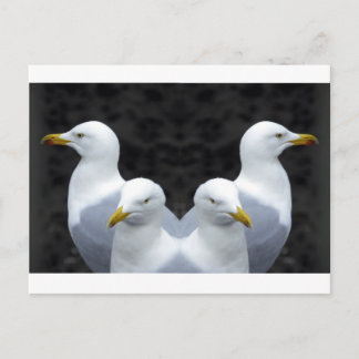 Gulls, Gulls, Gulls Vykort