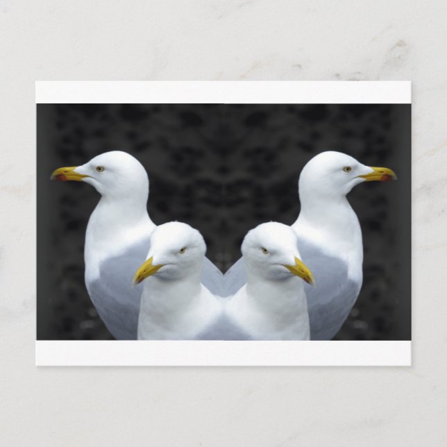 Gulls, Gulls, Gulls Vykort (Framsida)
