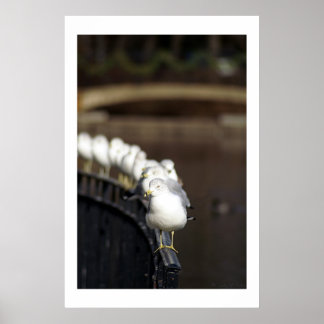 Gulls i rad poster