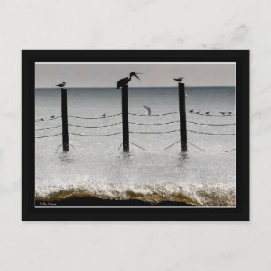Gulls och Pelican Vykort