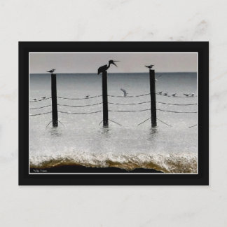 Gulls och Pelican Vykort