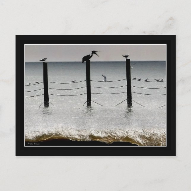 Gulls och Pelican Vykort (Framsida)