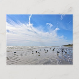 Gulls på en Galveston Island Beach, Texas Vykort