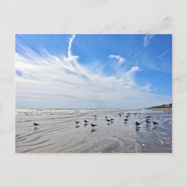 Gulls på en Galveston Island Beach, Texas Vykort (Framsida)