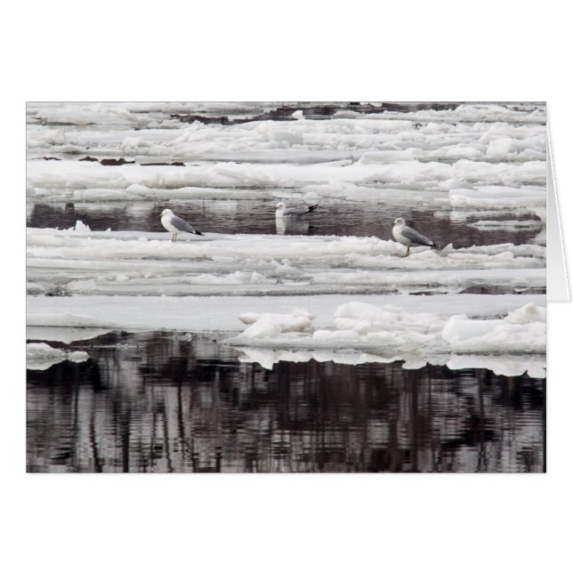 Gulls på is hälsningskort (Framsidan Horizontal)