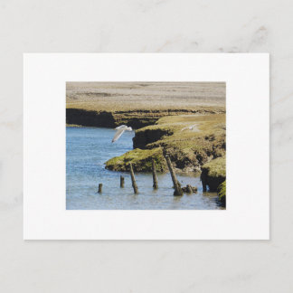 Gulls på vykort för flyg