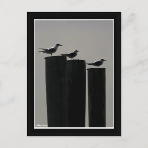 Gulls parkerat vykort