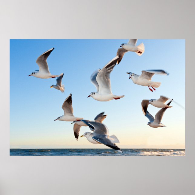 Gulls under flygning poster (Framsidan)