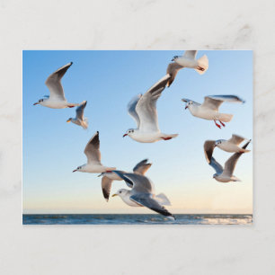 Gulls under flygning vykort