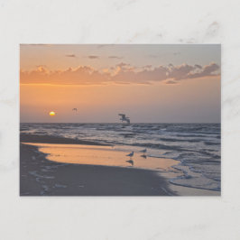 Gulls vid Sunrise på en Florida Beach Vykort
