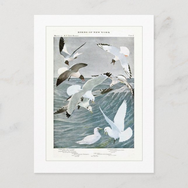 Gulls Vykort (Framsida)