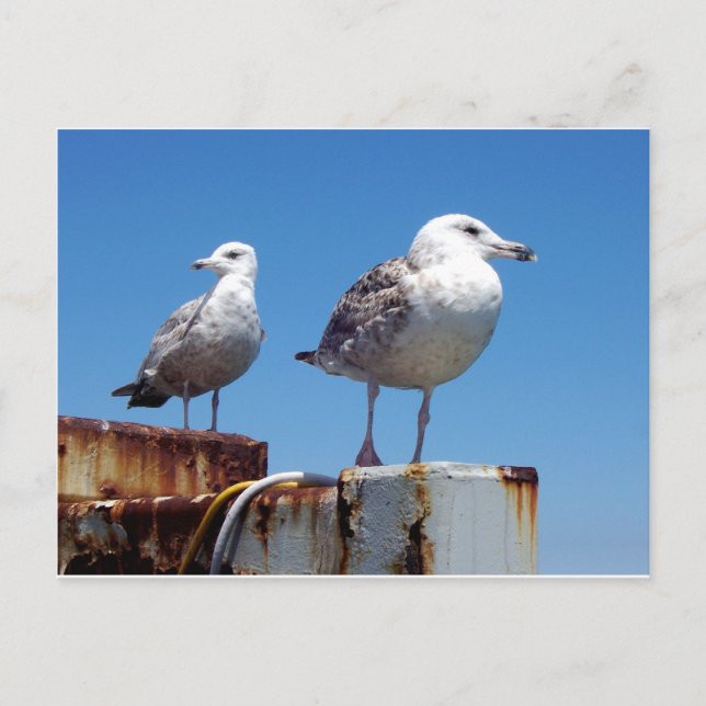 Gulls Vykort (Framsida)