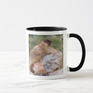 Gulmagad murmeldjur, Marmota flaviventris, Mugg