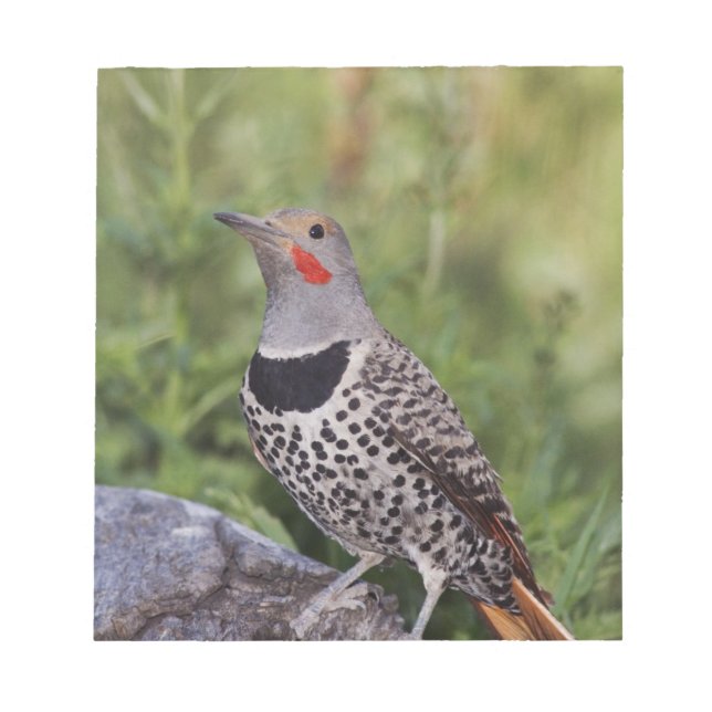 Gulnäbbad hackspett, Colaptes auratus, Rödaxlad Anteckningsblock (Framsida)