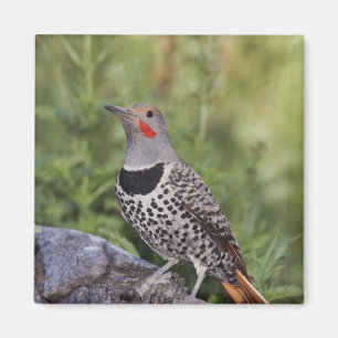 Gulnäbbad hackspett, Colaptes auratus, Rödaxlad Magnet