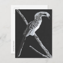 Gulnäbbad hornkorp, Kalahari djur