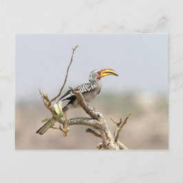 Gulnäbbad hornkorp vykort