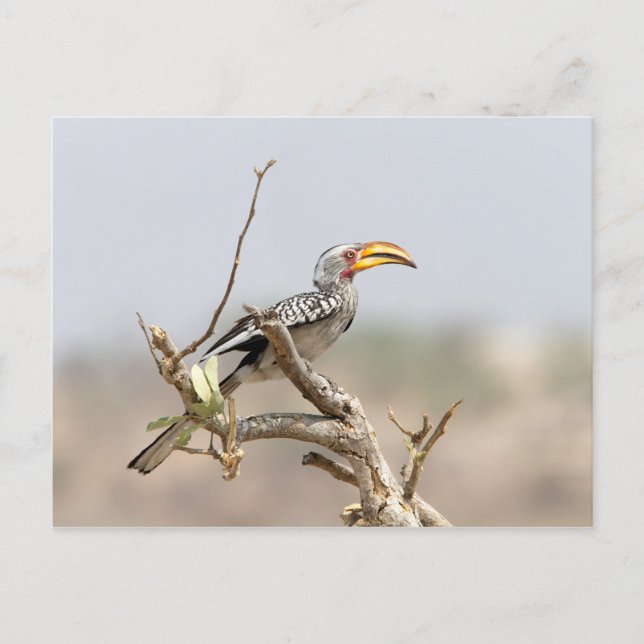 Gulnäbbad hornkorp vykort (Framsida)