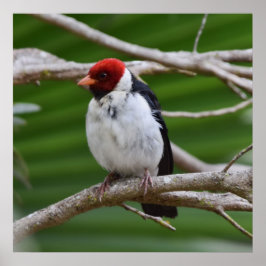 Gulnäbbad kardinal i Träd Poster