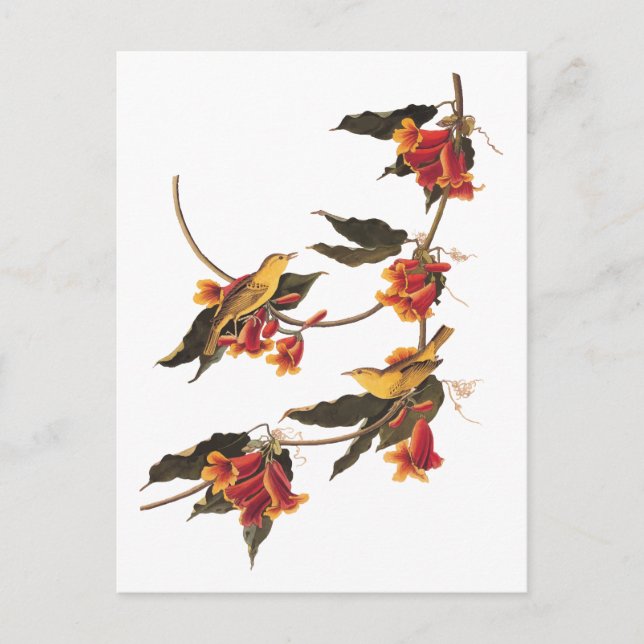 Gulsångare på blommande korsvinsväxter vykort (Framsida)