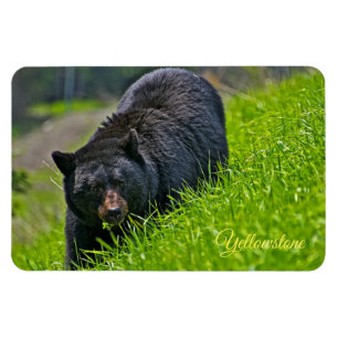Gulsten Magnet-Black Bear Magnet