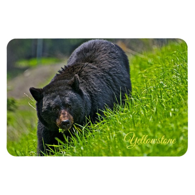 Gulsten Magnet-Black Bear Magnet (Horisontell)