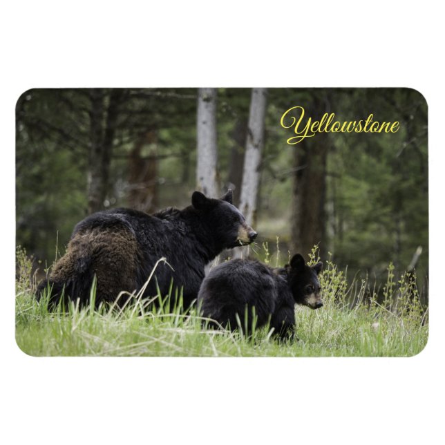 Gulsten Magnet-Black Bear Magnet (Horisontell)