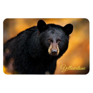Gulsten Magnet-Black Bear Magnet