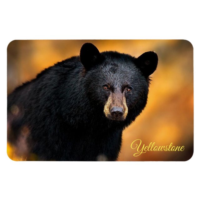 Gulsten Magnet-Black Bear Magnet (Horisontell)