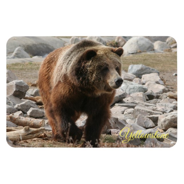 Gulsten Magnet-Grizzly Bear Magnet (Horisontell)