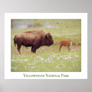 Gulsten Poster med Bison och Calf
