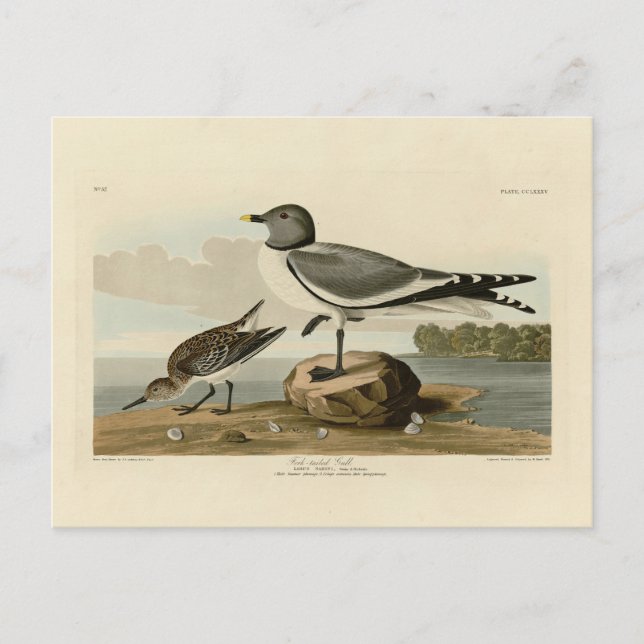 Gulstjärtad gull från Audubon's Birds of America Vykort (Framsida)