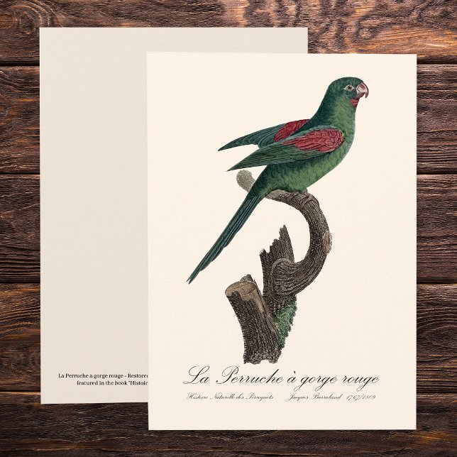 Gulstrupig parakit, Brotogeris jugularis Tack Kort (Orange-Chinned Parakeet, Brotogeris jugularis. Thank You Card)