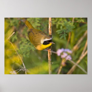 Gulstrupig sångare Geothlypis trichas) hane, Poster