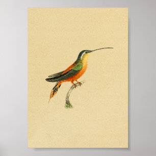 Gult 1830 för orange för vintageHummingbirdtryck Poster
