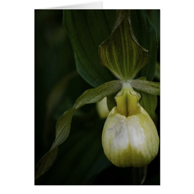 Gult 2-kort OBS kort (Framsidan)