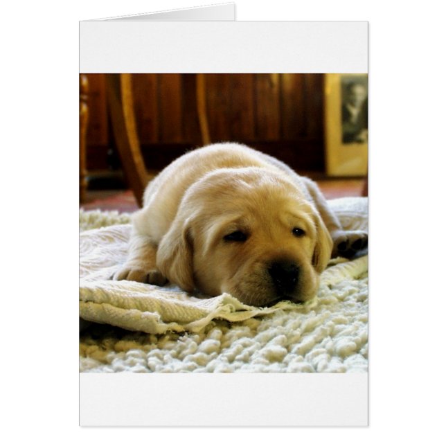 gult 2 labbvalp hälsningskort (Framsidan)