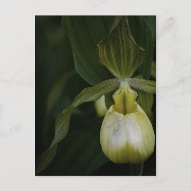 Gult 2-vykort vykort (Framsida)